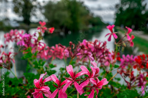 Typical Alsatian flowers on the bridge over the Kembs canal in Alsace, France