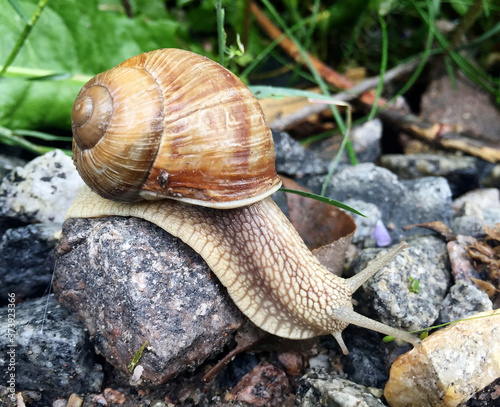 Small garden snail in shell crawling on wet road  slug hurry home