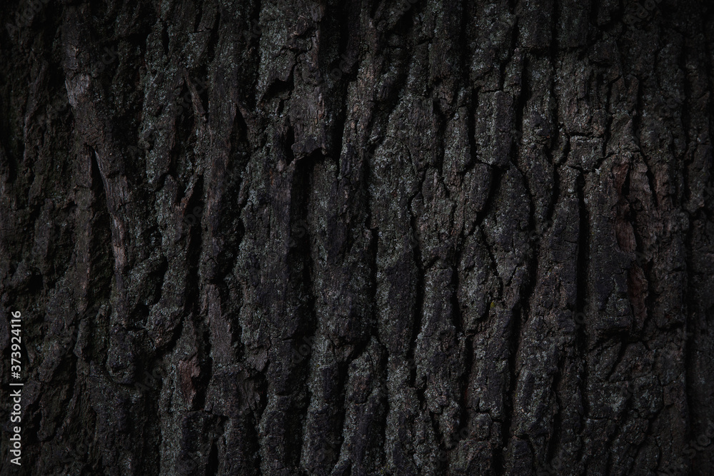 Bark of an old oak tree close up, texture, dark background. Bark of an old oak tree close up, texture, dark background.