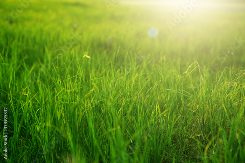 Spring fresh bright green grass at sunset on a warm sunny day. Green grass background texture.