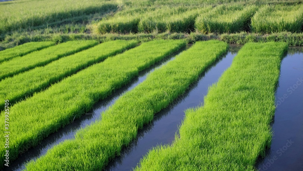 Rice nurseries that thrive with bright green colors Rice nurseries that thrive with bright green colors