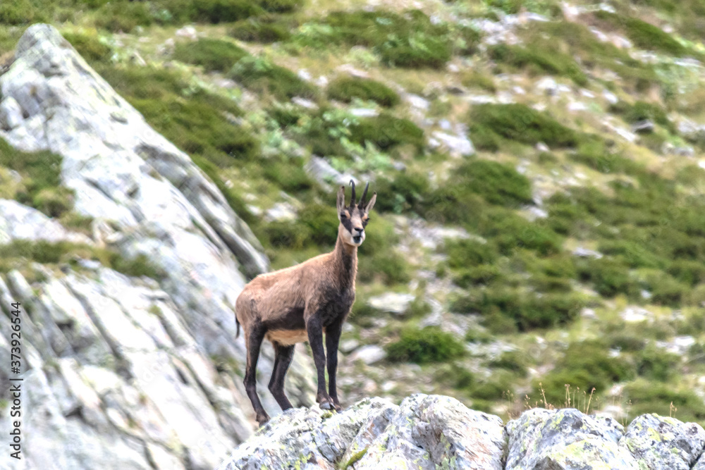 Chamois dans les Alpes