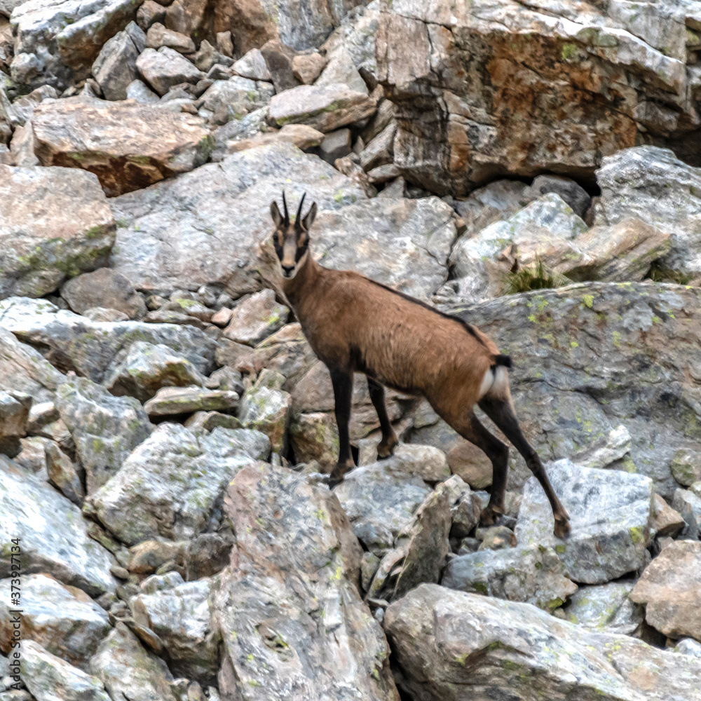 Chamois dans les Alpes