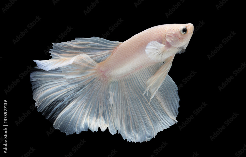 Obraz premium White betta fish moving moment beautiful fancy halfmoon betta, fighting fish, siam betta fish on black background.