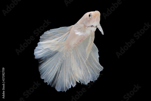 White betta fish moving moment beautiful fancy halfmoon betta, fighting fish, siam betta fish on black background.