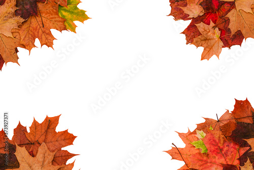 Brown and red maple leaves on a white background. A frame made of autumn leaves with a copy of the space. Flat layout  top view.