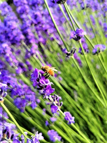 lavender flowers closeup