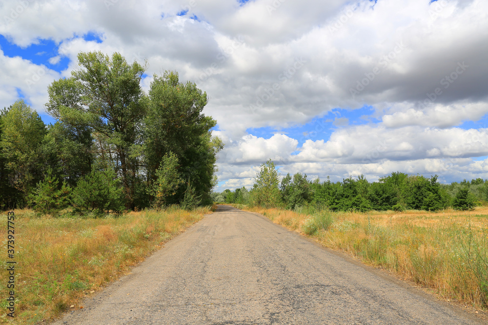 empty countryside road in forest