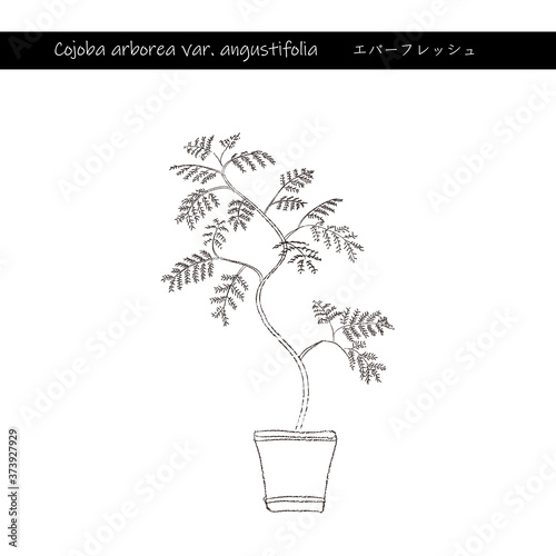 インドアグリーン　エバーフレッシュ　線画