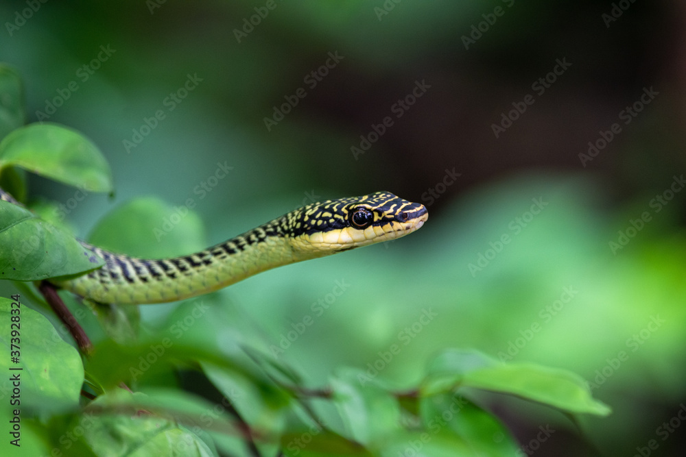 Golden Tree Snake extending on the tree Golden Tree Snake extending on the tree