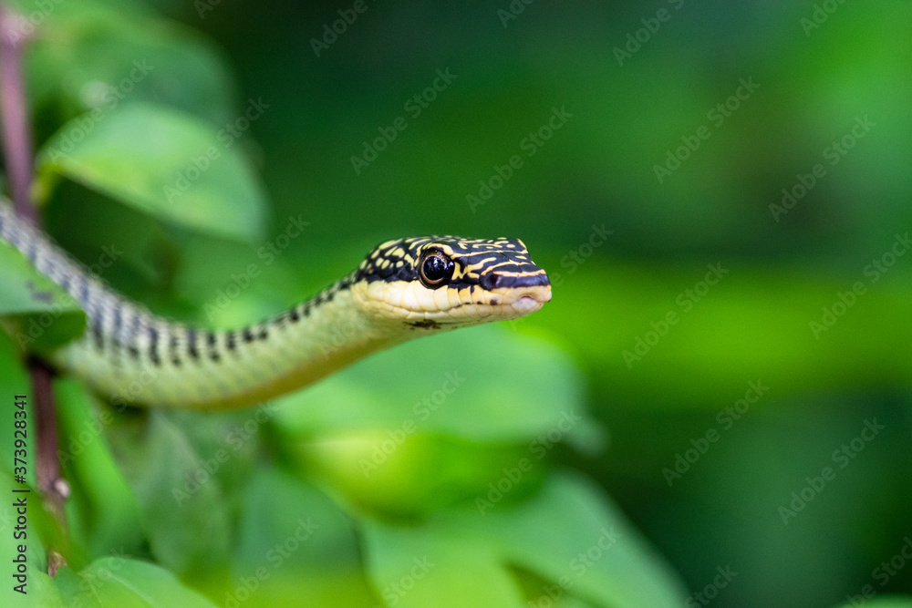 Golden Tree Snake extending on the tree Golden Tree Snake extending on the tree