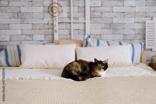 Fototapeta Naklejka Na Ścianę i Meble -  beautiful dark domestic cat lies quietly on a large bed in a Scandinavian style, the concept of sweet home, cozy mood, care and maintenance of animals