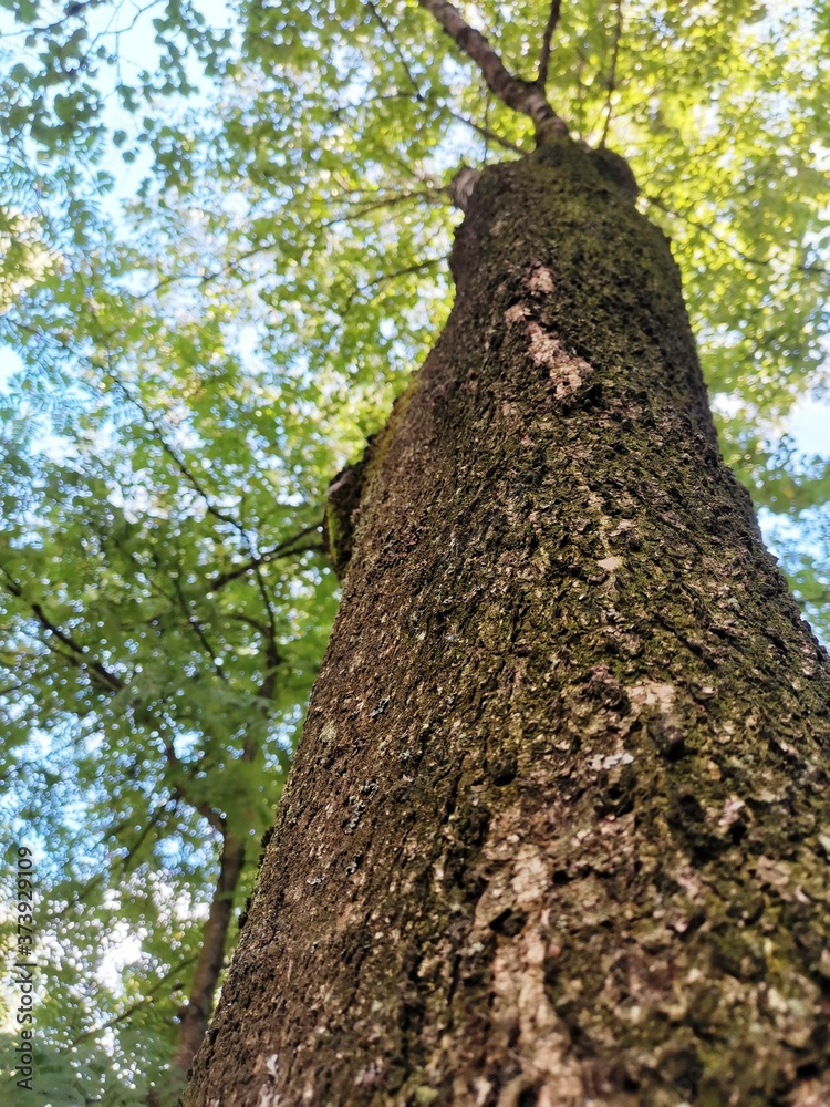 Obraz premium Tree