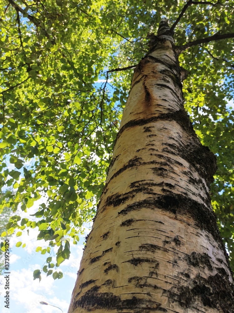 Fototapeta premium birch tree