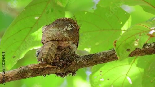 Horsfield's Frogmouth, Batrachostomus javensis; seen from its back side shaking its body on the nest as a wing of its nestling extends out to the left side of the frame then its faces to the right. photo