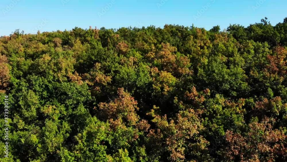Arial view of Severni Kucaj Mountain in Serbia. Drone flying over the forest to the river Danube with green algae pollution. Early autumn mixed forest, green deciduous trees with some yellow leaves. Arial view of Severni Kucaj Mountain in Serbia. Drone flying over the forest to the river Danube with green algae pollution. Early autumn mixed forest, green deciduous trees with some yellow leaves.