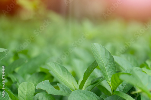 Abstract and background close up to blur of top green leaves with warm beautiful light as background