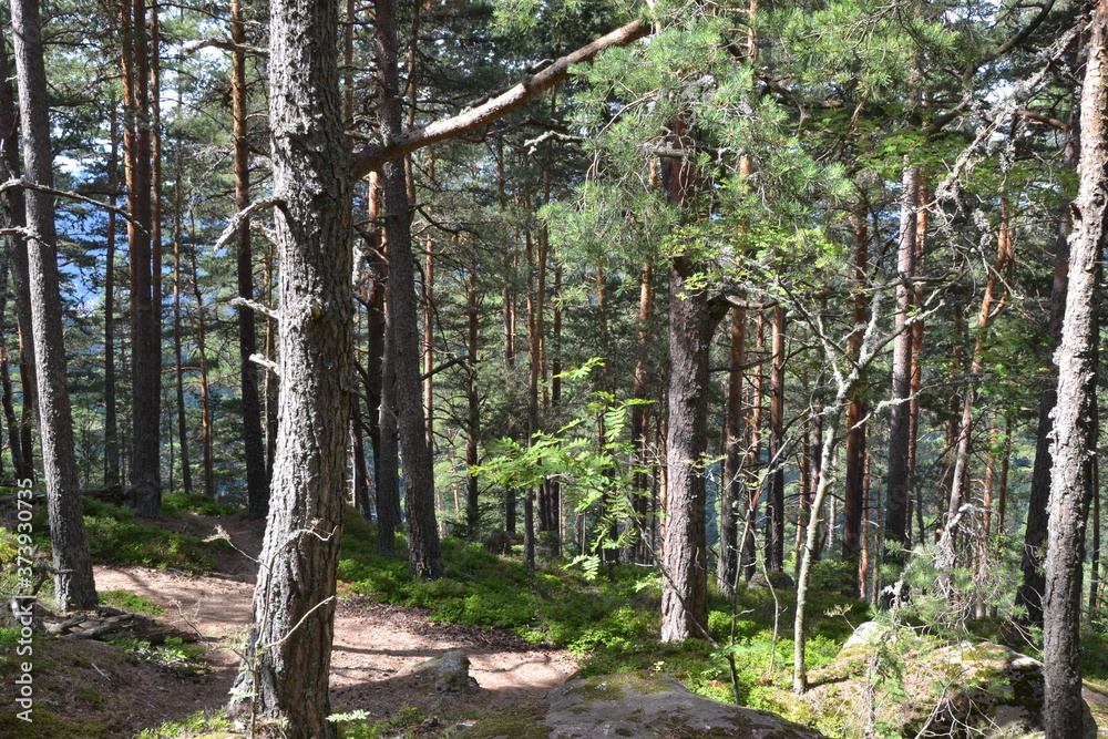 Naklejka premium Forêt du Grand Hohnack à Labaroche dans les Vosges, forêt vosgienne
