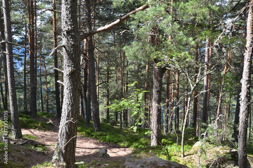 Fototapeta Naklejka Na Ścianę i Meble -  Forêt du Grand Hohnack à Labaroche dans les Vosges, forêt vosgienne
