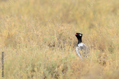 Northern black korhaan (Afrotis afraoides) in its habitat. photo