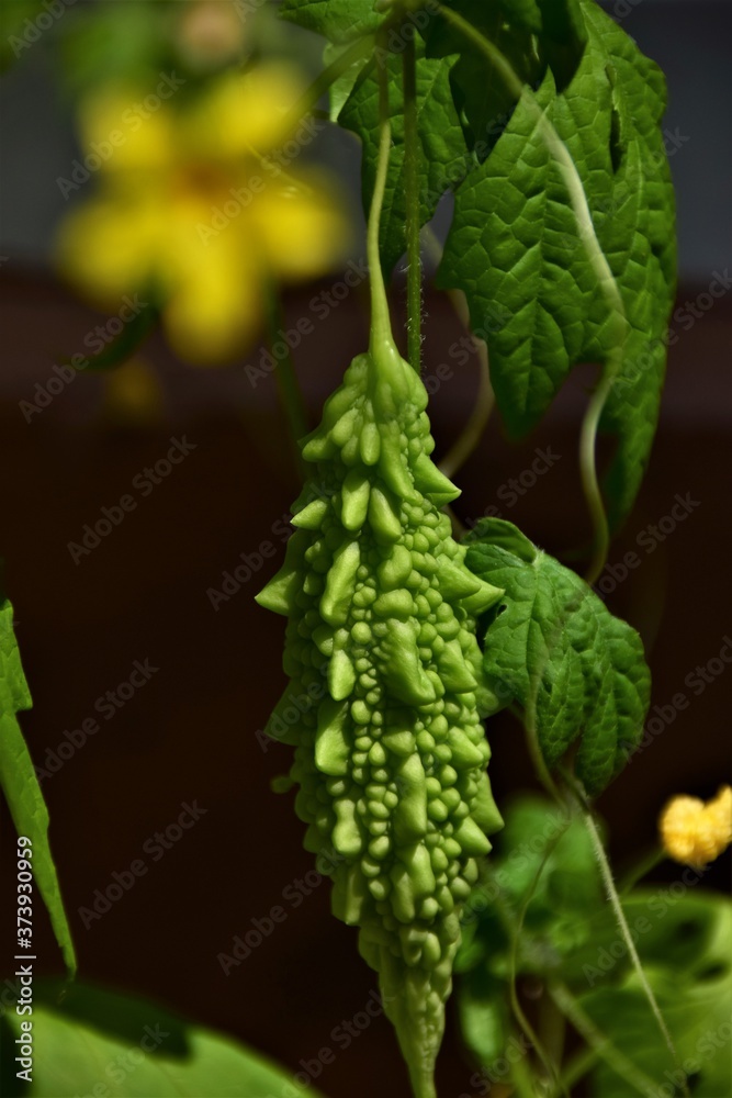 close up of green Momorsica plant close up of green Momorsica plant