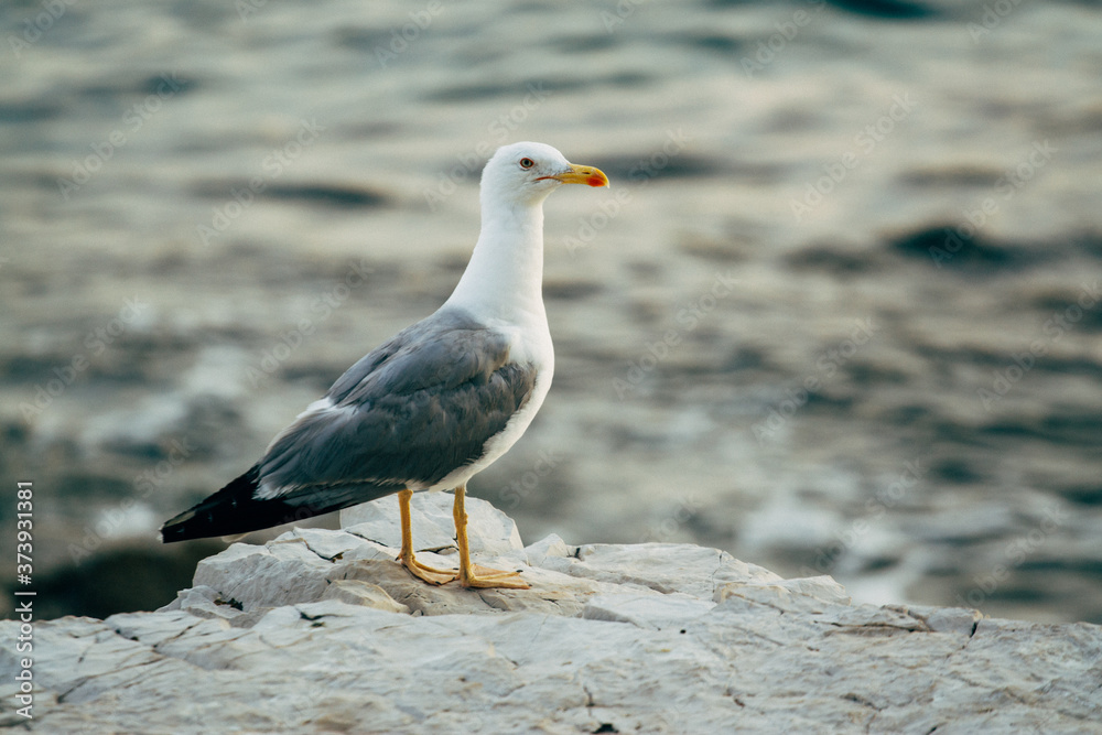 seagull on rock