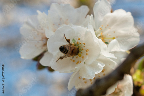 Bee in a cherry flower dip