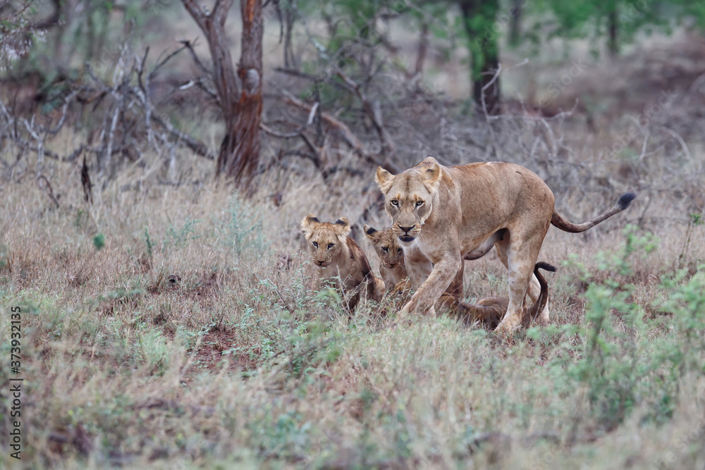 Fototapeta premium Lioness and her playful cubs in Zimanga Game Reserve near the city of Mkuze in South Africa