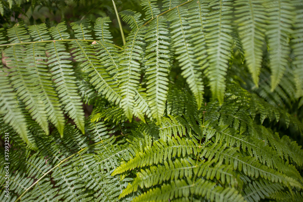 green fern background or texture green fern background or texture