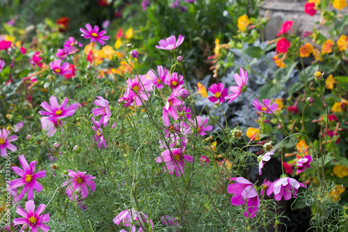 Cosmos plants (Cosmos bipinnatus) - beautiful summer plants in the bee-friendly cottage garden