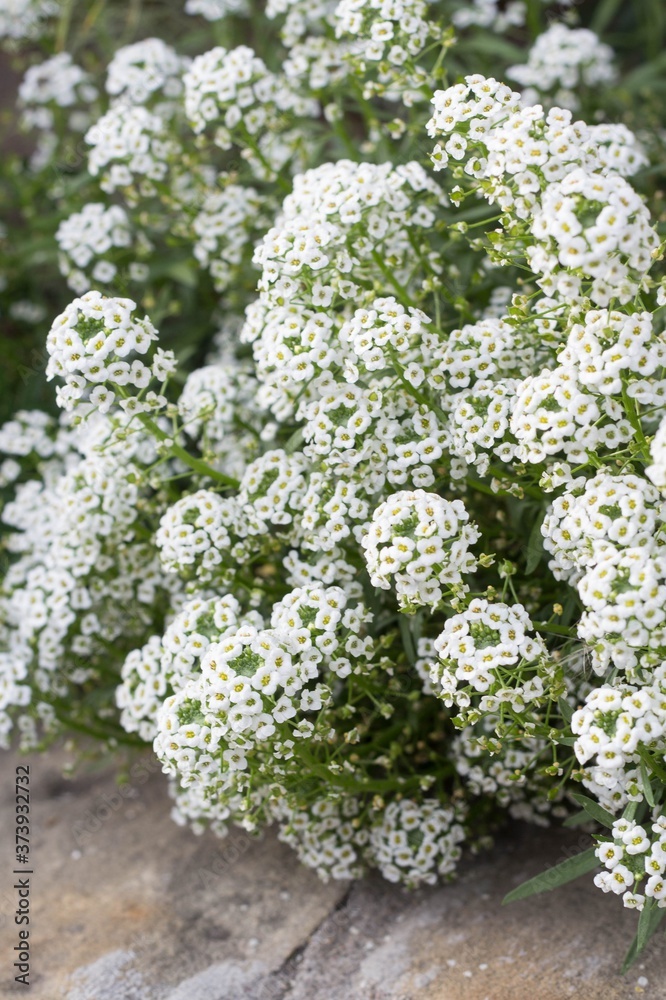 Sweet Alyssum Flowers - honey plant for bee-friendly garden