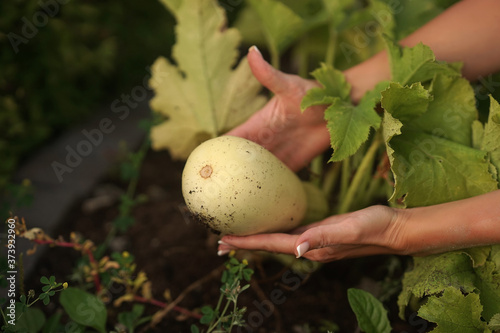  A woman holds a vegetable marrow in her hands