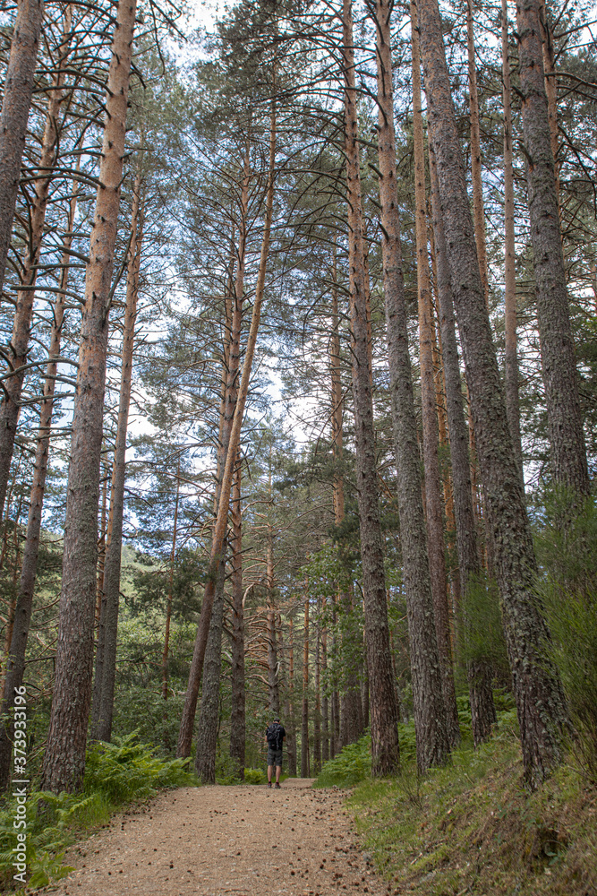 dirt road between tall trees