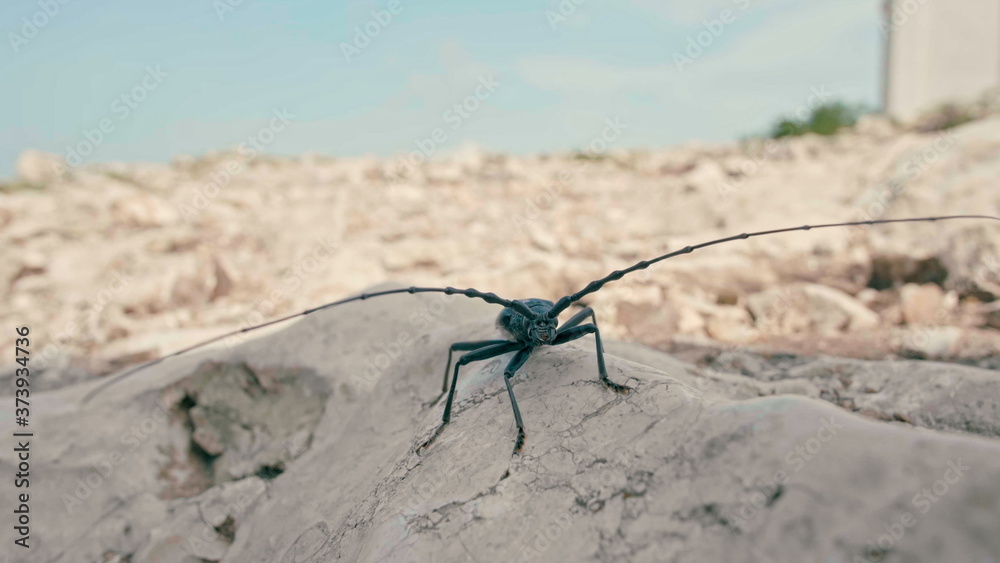Black Longhorn beetle - long-horned or longicorns bug - on rock on summer day
