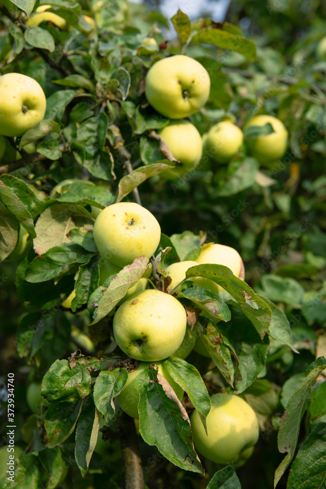 apple fruit orchard summer yellow apple