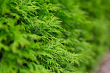 Natural background and texture. Green leaves close up. Summer season