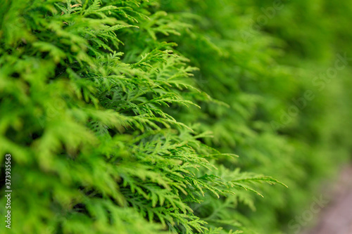 Natural background and texture. Green leaves close up. Summer season