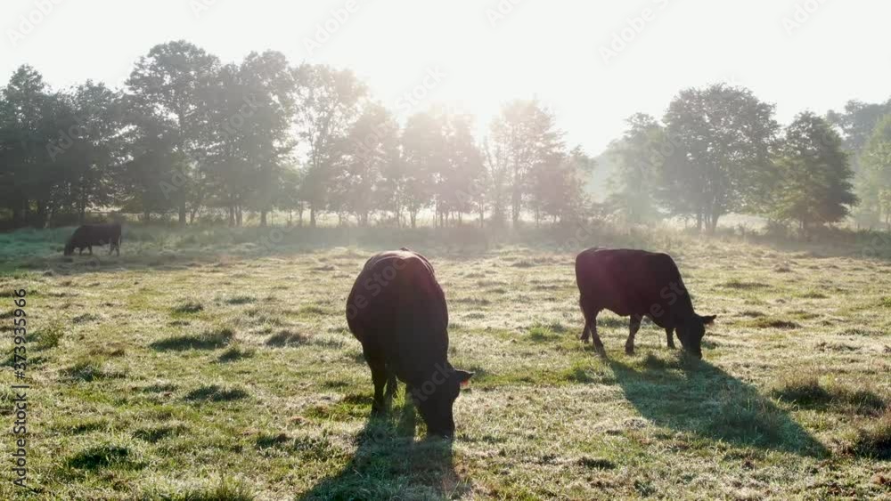 Black Angus Bull Cow Grazing On Meadow Grass In Morning Dew Fog Metal Circle Ring In Bull S