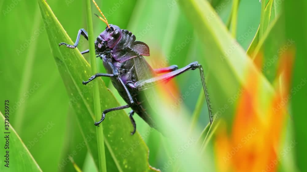 This Purple Lubber Grasshopper is looking for a proper foothold to ascend even farther up the vegetation is search for better leaves to eat. This Purple Lubber Grasshopper is looking for a proper foothold to ascend even farther up the vegetation is search for better leaves to eat.
