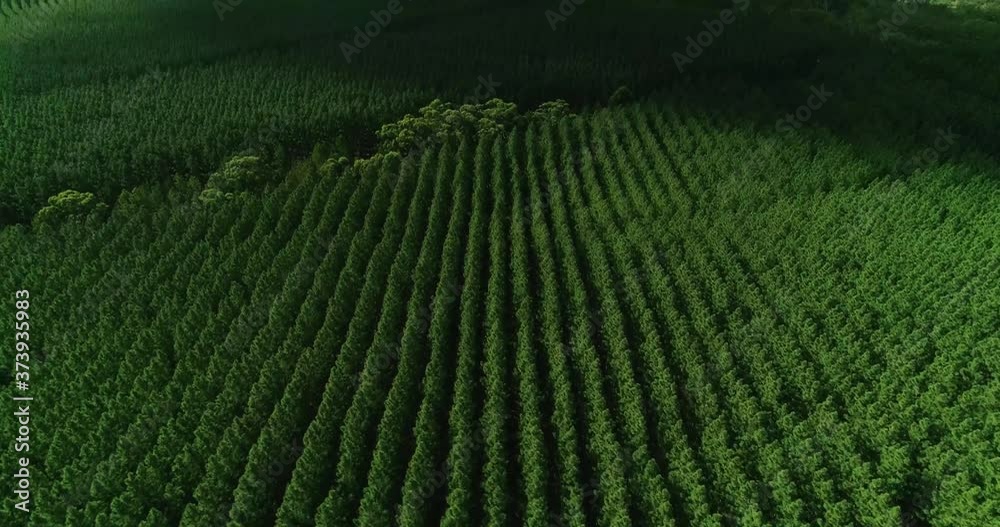 Picturesque flight above straight narrow rows, pattern and lines of green evergreen trees in rural countryside Toolara forest, tilt up to reveal sunny blue sky, Queensland, Australia, aerial approach Picturesque flight above straight narrow rows, pattern and lines of green evergreen trees in rural countryside Toolara forest, tilt up to reveal sunny blue sky, Queensland, Australia, aerial approach
