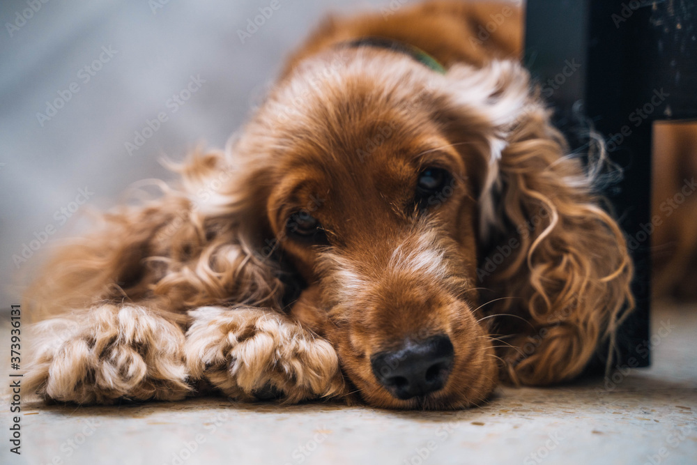 cute dog cocker spaniel in the living room cute dog cocker spaniel in the living room