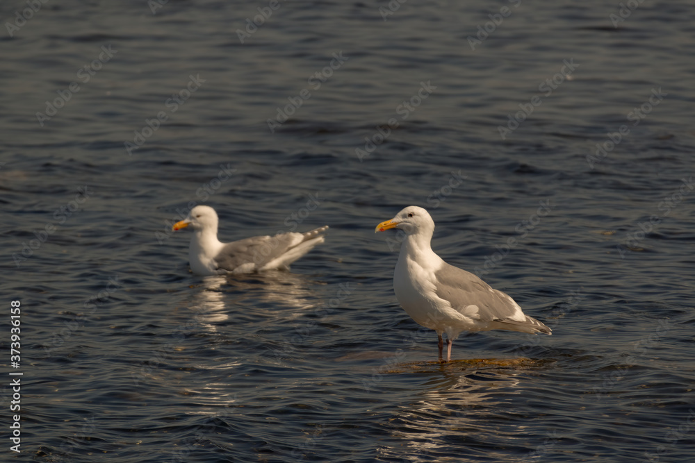 couple of seagull bathing in the ocean