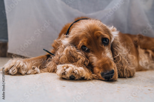 cute sleepy dog cocker spaniel in the living room