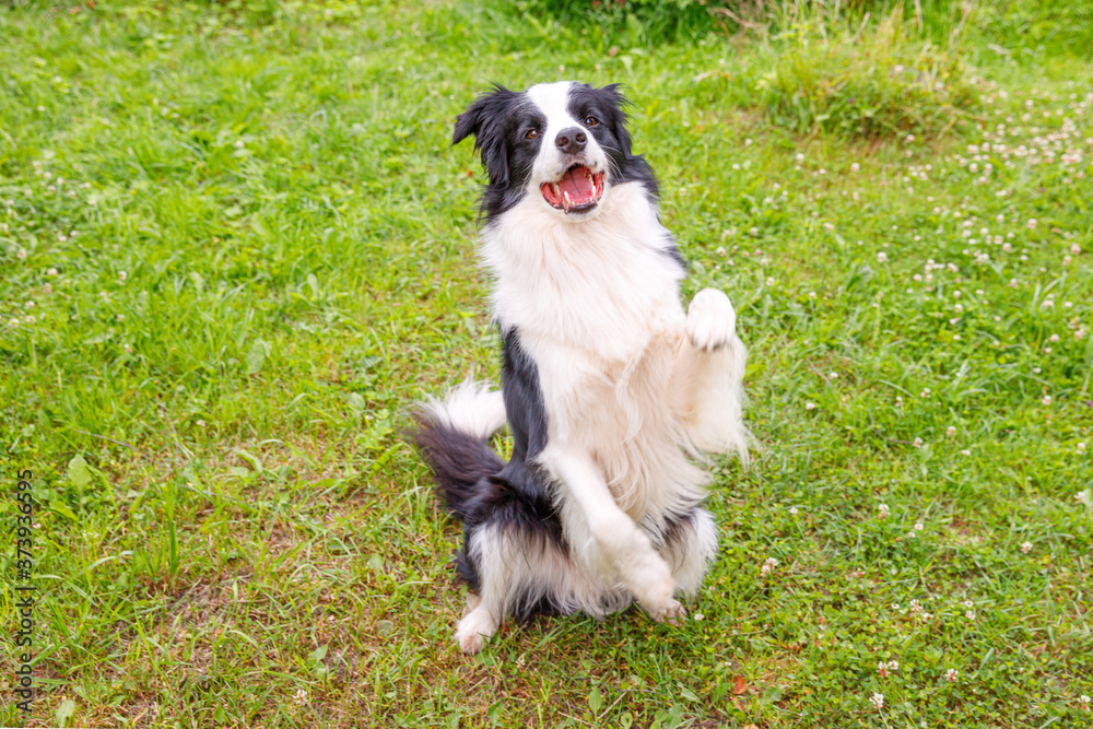 Outdoor portrait of cute smiling puppy border collie sitting on grass park background. Little dog with funny face jumping in sunny summer day outdoors. Pet care and funny animals life concept Outdoor portrait of cute smiling puppy border collie sitting on grass park background. Little dog with funny face jumping in sunny summer day outdoors. Pet care and funny animals life concept