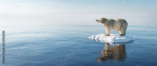 Leinwand Poster Polar bear on ice floe. Melting iceberg and global warming.