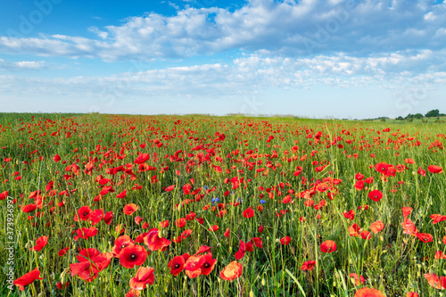 Beautiful summer day over poppy field