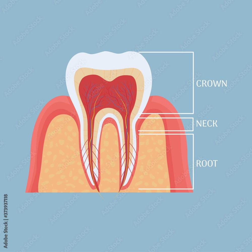 Human tooth anatomy, medical, dental model. Colorful, detailed object. Vector illustration Human tooth anatomy, medical, dental model. Colorful, detailed object. Vector illustration