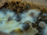 Mold growing on the surface of a spoiled food
