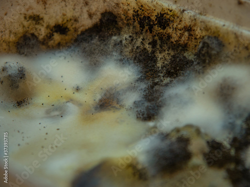 Mold growing on the surface of a spoiled food © Jose