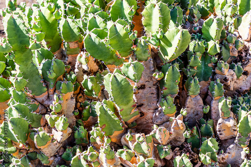  Euphorbia resinifera (Moroccan Mound or Resin spurge) succulent medicinal plant. 

 photo